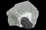 Detailed Morocops Trilobite - Ofaten, Morocco #127182-1